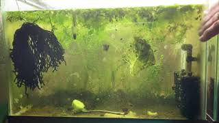 Scuds Daphnia Cherry Shrimp Copepods My aquatic food culture [upl. by Notsirt]