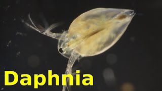 Daphnia [upl. by Ariaet95]