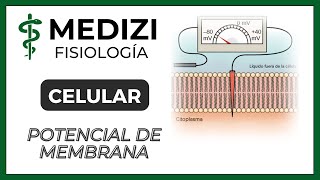 Clase 4 Fisiología  Potencial de membranaequilibrio electroquimico de la célula IGdoctorpaiva [upl. by Adnahsar570]