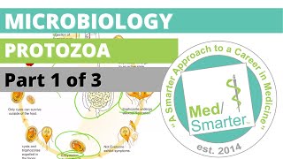 Protozoa  Microbiology  USMLE STEP 1  Part 1 of 3 [upl. by Ahsym118]