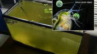 Raising Daphnia for the Freshwater Aquarium [upl. by Alyahsat802]