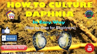 HOW TO CULTURE DAPHNIA In Easy Way [upl. by Atikat]